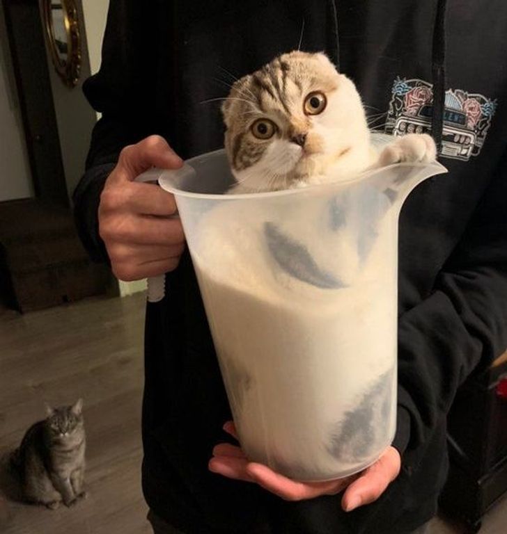 14 Ekspresi lucu kucing yang diganggu saat sedang santai, bikin gemas