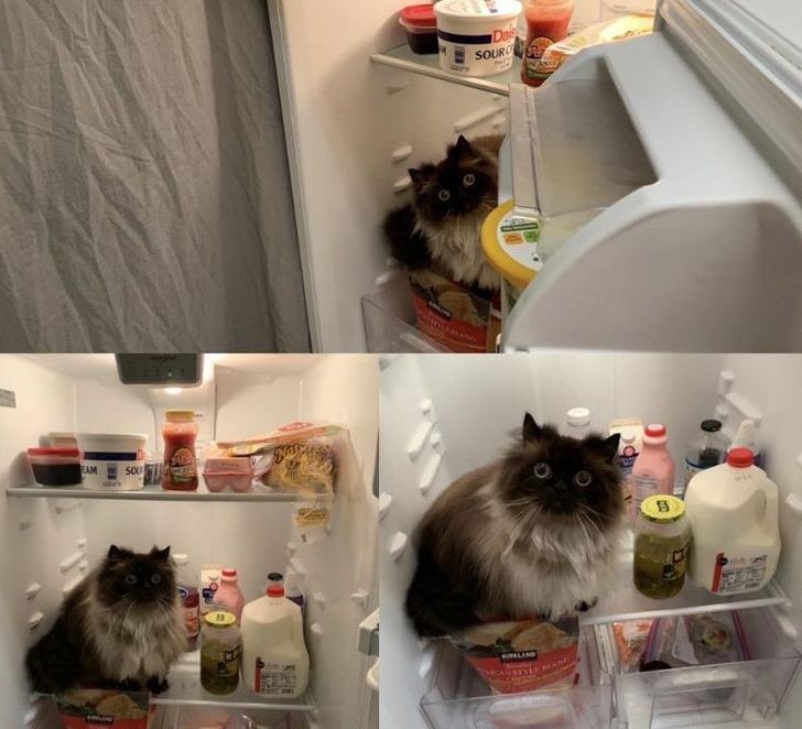 14 Ekspresi lucu kucing yang diganggu saat sedang santai, bikin gemas