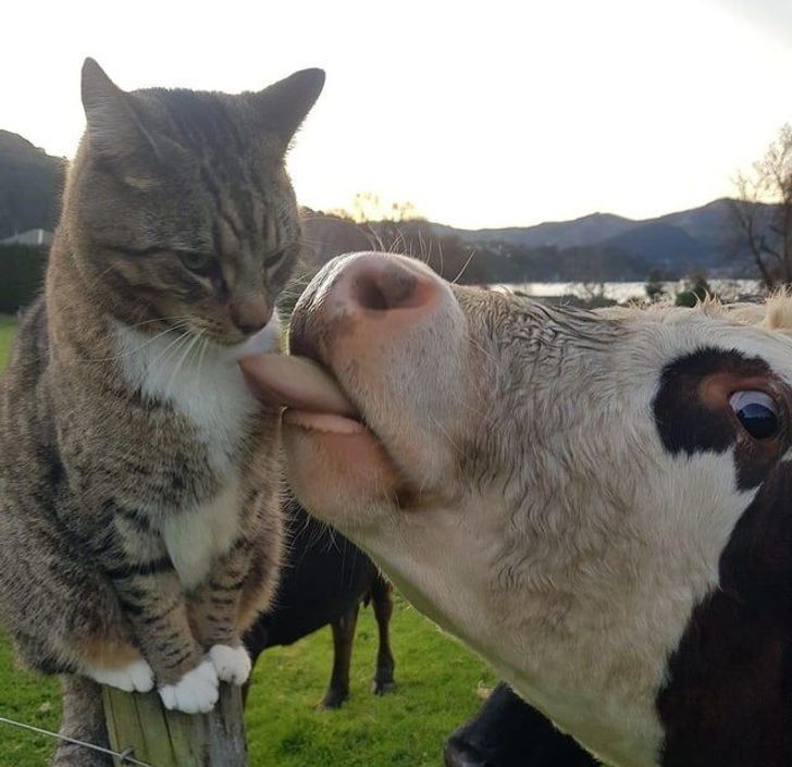 14 Ekspresi lucu kucing yang diganggu saat sedang santai, bikin gemas
