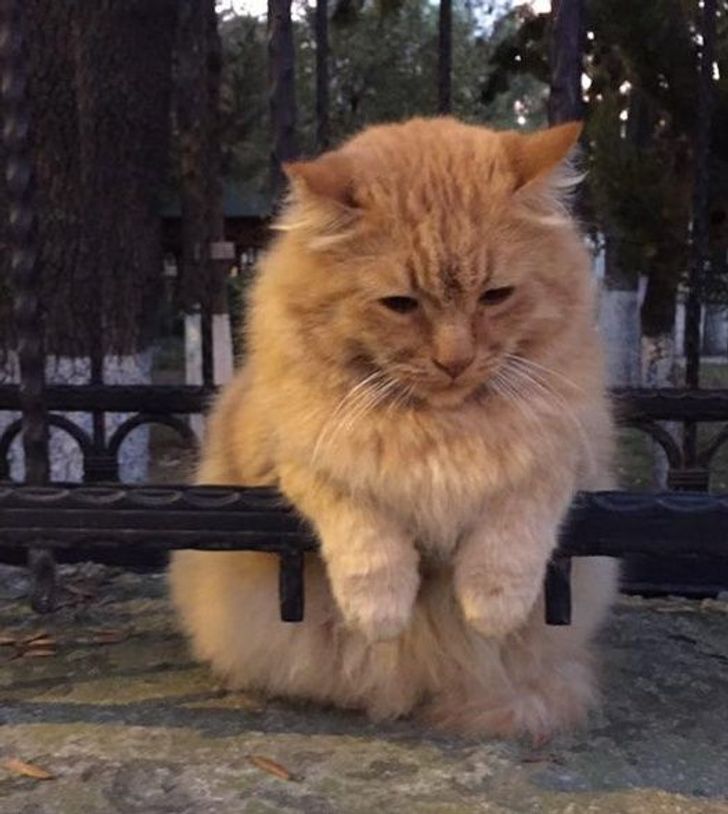 14 Ekspresi lucu kucing yang diganggu saat sedang santai, bikin gemas