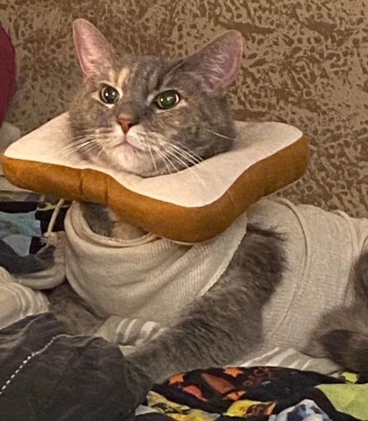 14 Ekspresi lucu kucing yang diganggu saat sedang santai, bikin gemas