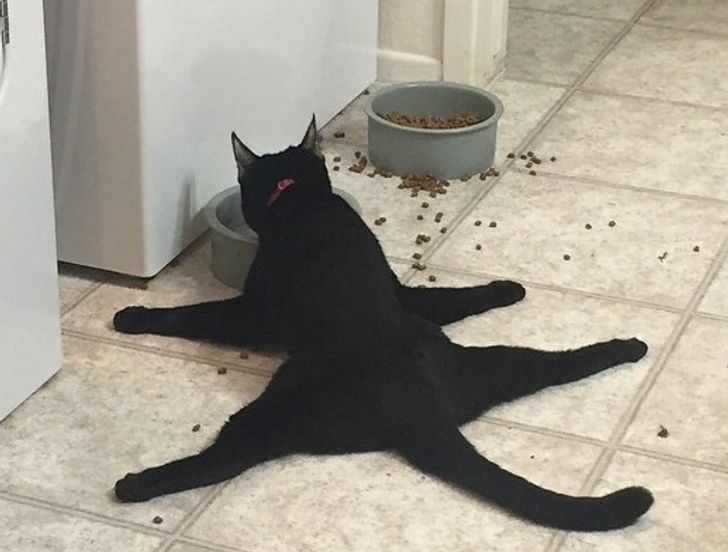 8 Tingkah kocak kucing ini bisa bikin mood naik, ada yang atraksi