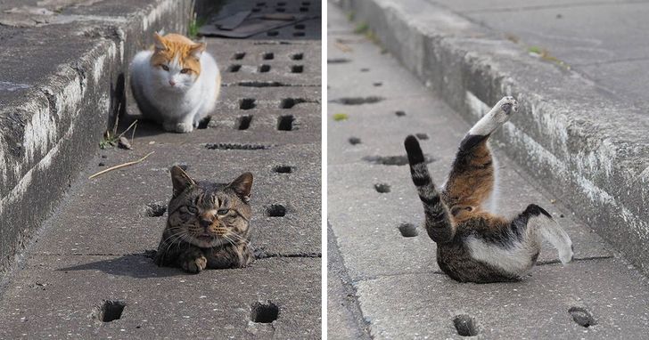 8 Tingkah kocak kucing ini bisa bikin mood naik, ada yang atraksi