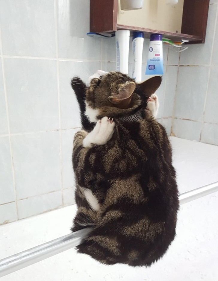 8 Tingkah kocak kucing ini bisa bikin mood naik, ada yang atraksi