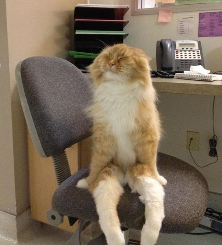 8 Tingkah kocak kucing ini bisa bikin mood naik, ada yang atraksi