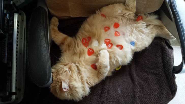 16 Ekspresi kucing saat capek ini dijamin bikin gemas