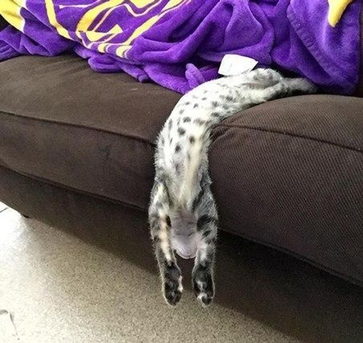 16 Ekspresi kucing saat capek ini dijamin bikin gemas