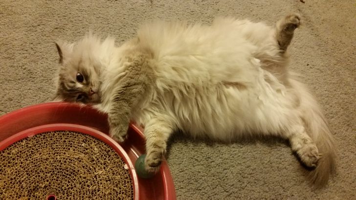 16 Ekspresi kucing saat capek ini dijamin bikin gemas