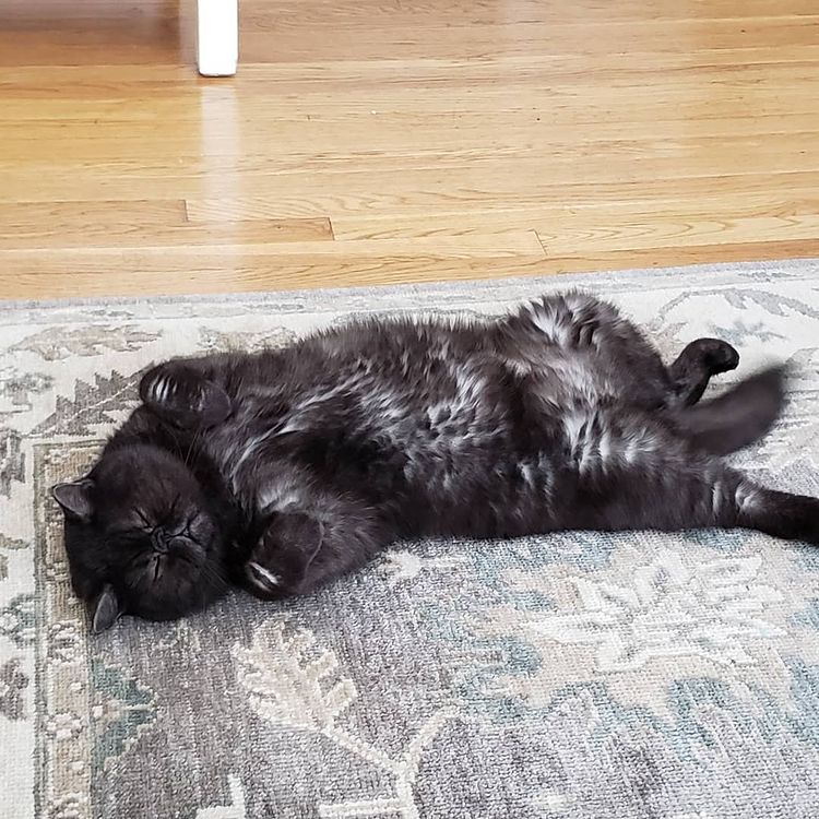 16 Ekspresi kucing saat capek ini dijamin bikin gemas
