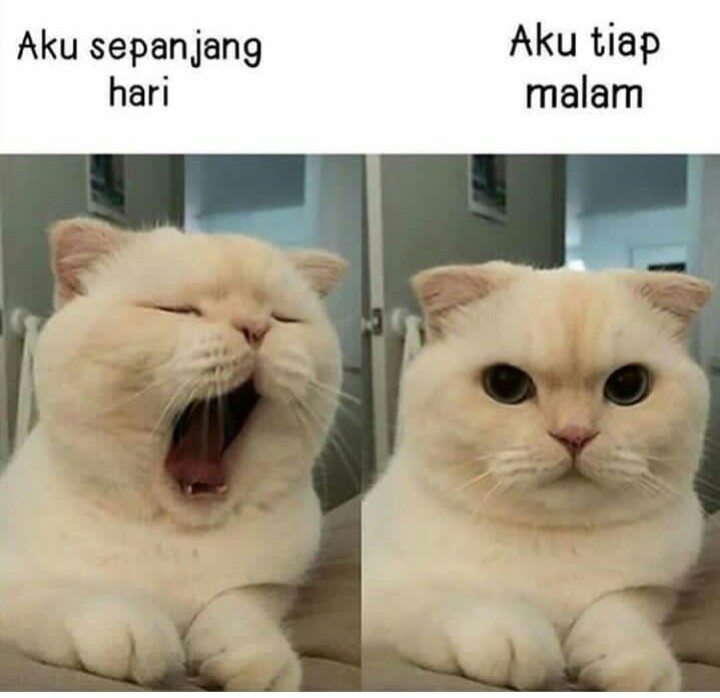 12 Meme kelakuan lucu kucing yang bikin gemas
