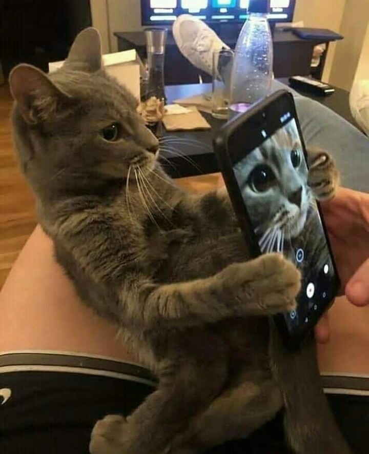 12 Meme kelakuan lucu kucing yang bikin gemas