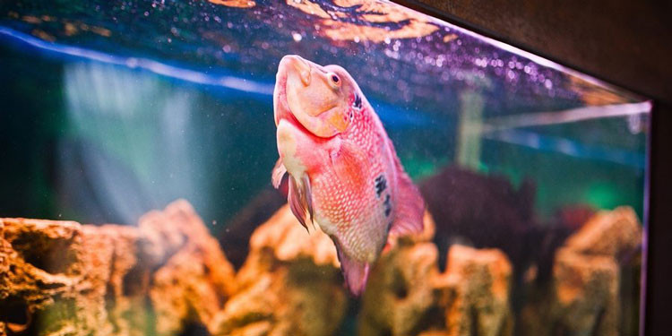 Garam Ikan Hias & Cupang