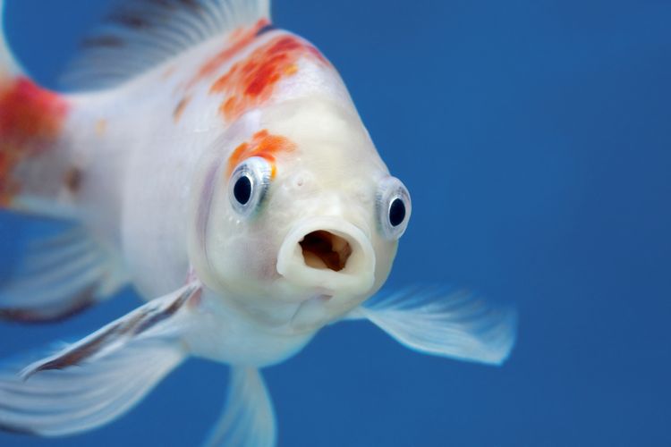Garam Ikan Hias Dan Cupang