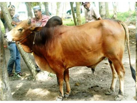 8 Jenis sapi potong lokal Indonesia ini potensial untuk dikembangkan