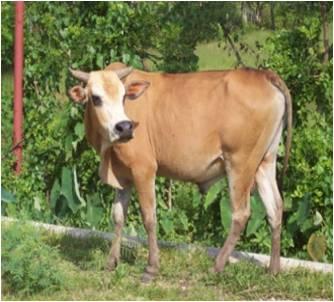 8 Jenis sapi potong lokal Indonesia ini potensial untuk dikembangkan