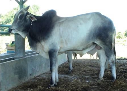 8 Jenis sapi potong lokal Indonesia ini potensial untuk dikembangkan
