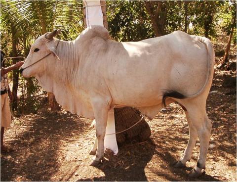 8 Jenis sapi potong lokal Indonesia ini potensial untuk dikembangkan
