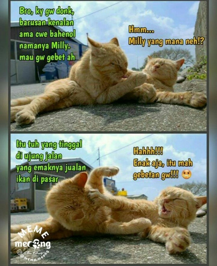 14 Meme kucing jika bisa bicara layaknya manusia, kocak abis