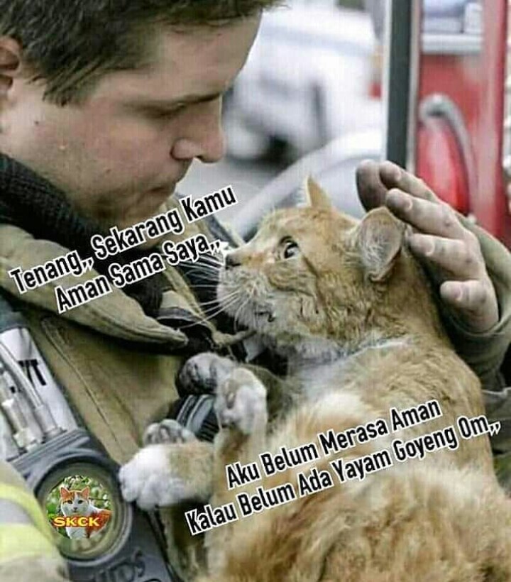 14 Meme kucing jika bisa bicara layaknya manusia, kocak abis
