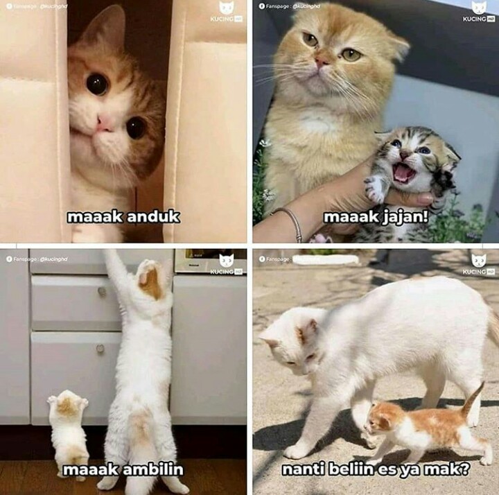 14 Meme kucing jika bisa bicara layaknya manusia, kocak abis
