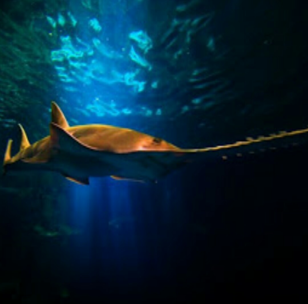 Пилоносная акула