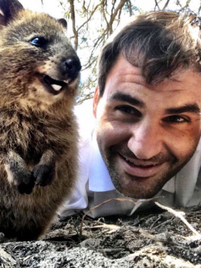 10 Potret Wefie Bareng Quokka Hewan Paling Bahagia Sedunia
