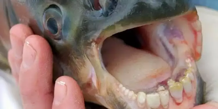 Jangan kaget, ada ikan yang punya gigi mirip dengan gigi manusia