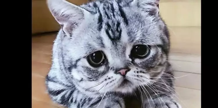 10 Potret Luhu, kucing berwajah sedih yang jadi selebgram dunia