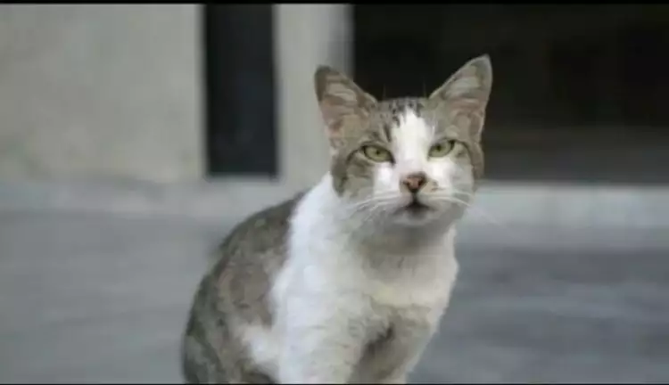 Kucing ini jadi model video klip, ngakaknya gak abis-abis