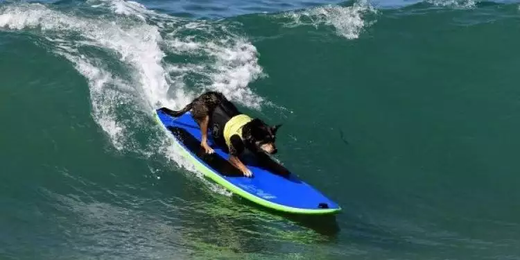 Deretan aksi keren anjing di kompetisi surfing tingkat dunia