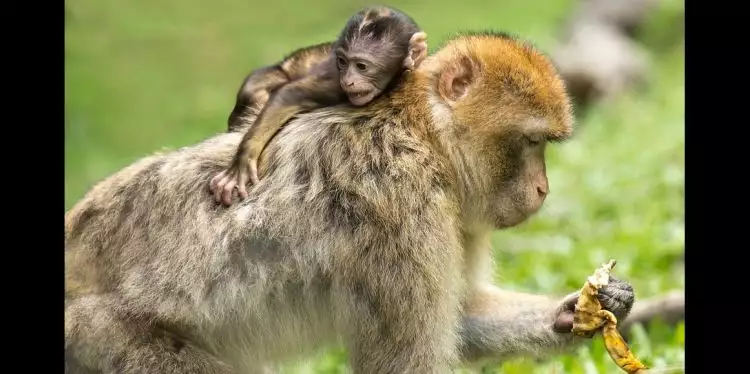 Induk monyet lindungi anaknya dari serangan anjing ini mengagumkan