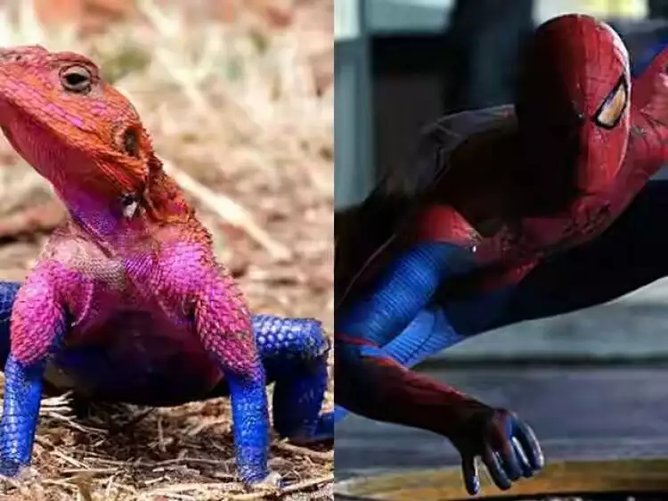 Unik, warna kulit kadal ini mirip banget sama Spiderman