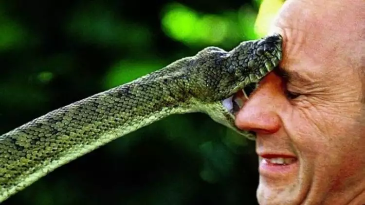 Ini dia 10 ular paling mematikan di dunia, sekali gigit nyawa melayang