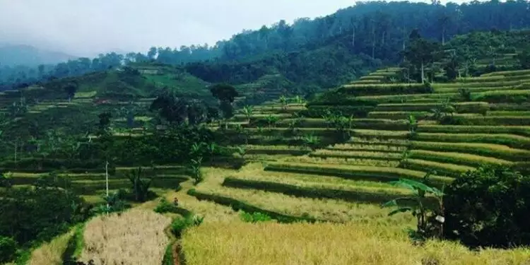Mengenal lebih dekat keindahan desa adat Ciptagelar di Sukabumi