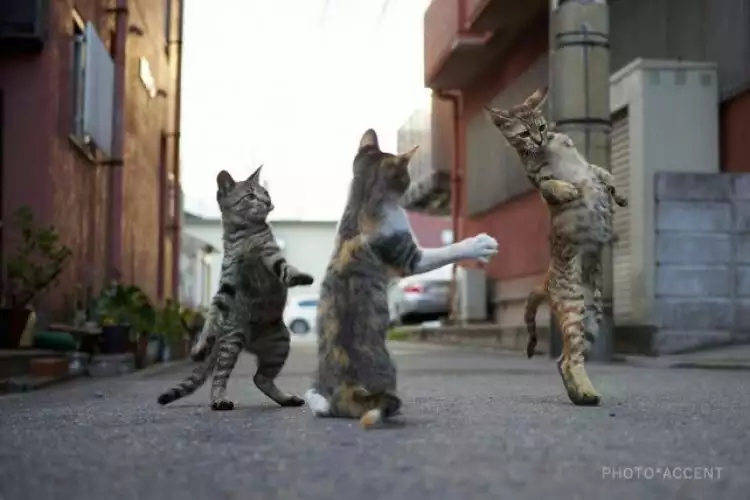 10 Aksi kucing lagi kung fu ini bikin gemes, fotografernya jago nih