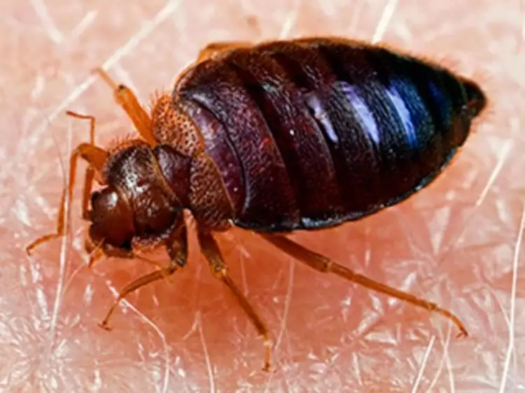 Mengenal si kecil Bed Bugs, ancaman berbahaya dari kamar tidurmu