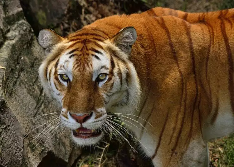 Berbulu emas, harimau jenis ini disebut hanya sekitar 30 ekor di dunia