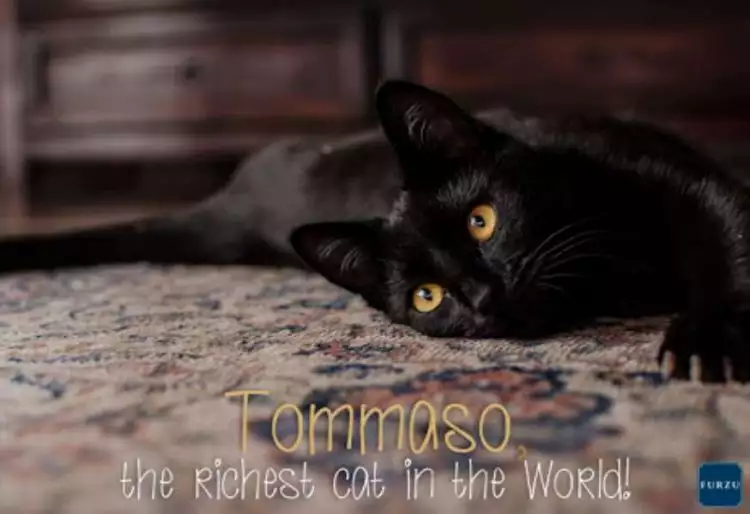 Inilah kucing terkaya di dunia, hartanya miliaran rupiah