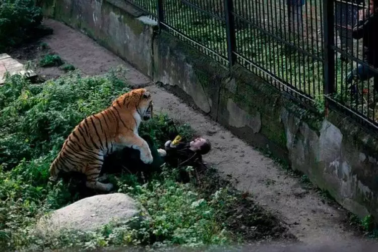 Momen mengerikan, harimau ini menyerang penjaga kebun binatang