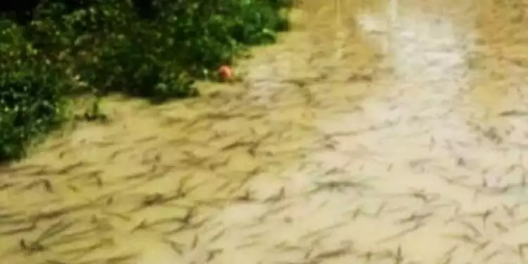 Heboh, ribuan ikan aneh muncul tiba-tiba di sungai ini