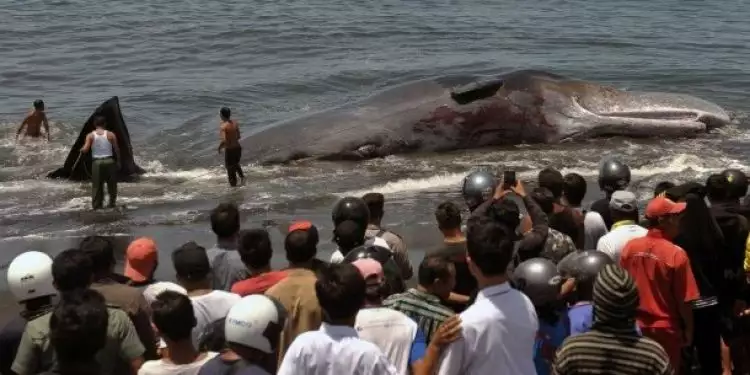 Heboh! Puluhan paus terluka dan terdampar di Aceh Besar
