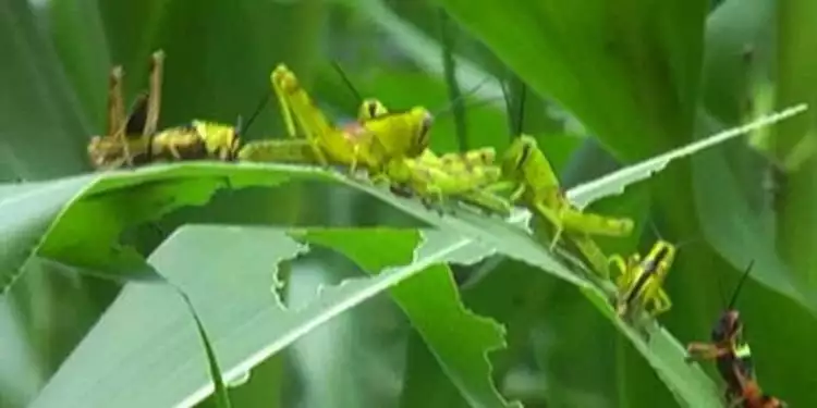 5 Manfaat kesehatan jika kamu doyan konsumsi belalang