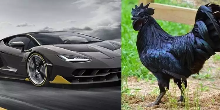 Ayam Indonesia ini dijuluki Si Lamborghini di Eropa, ini alasannya
