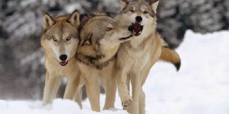 Begini gaya kepemimpinan pada kawanan serigala, unik banget