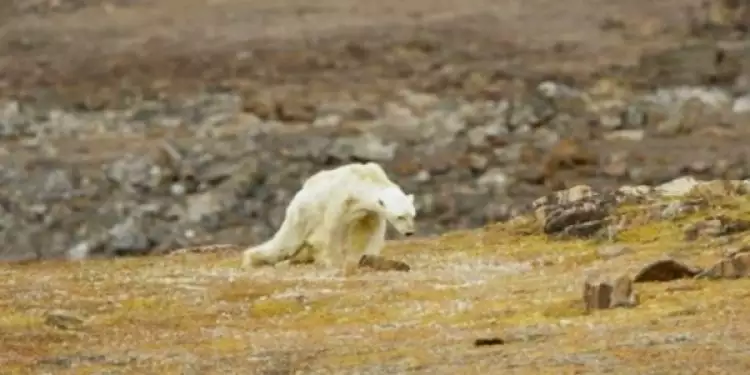 7 Potret beruang kutub kelaparan ini bikin terenyuh, tubuhnya kurus