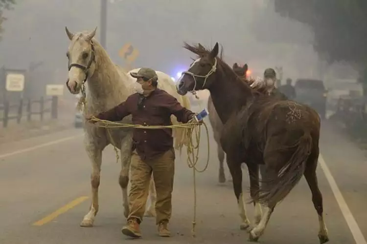 Terharu, kisah perawat selamatkan kuda saat tragedi kebakaran di AS