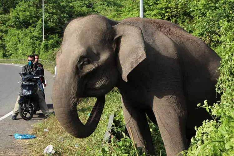 Kelaparan, gajah-gajah di Riau makan beras dan garam di dapur warga