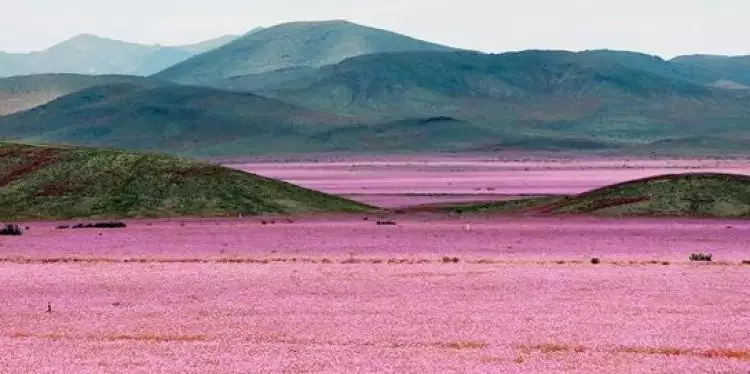 10 Potret gurun terkering di dunia tiba-tiba ditumbuhi bunga-bunga