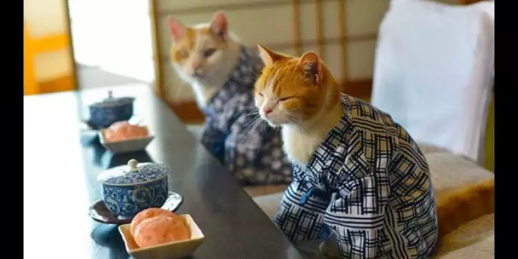  Kucing jadi hewan peliharaan terfavorit di Jepang, ini lho alasannya