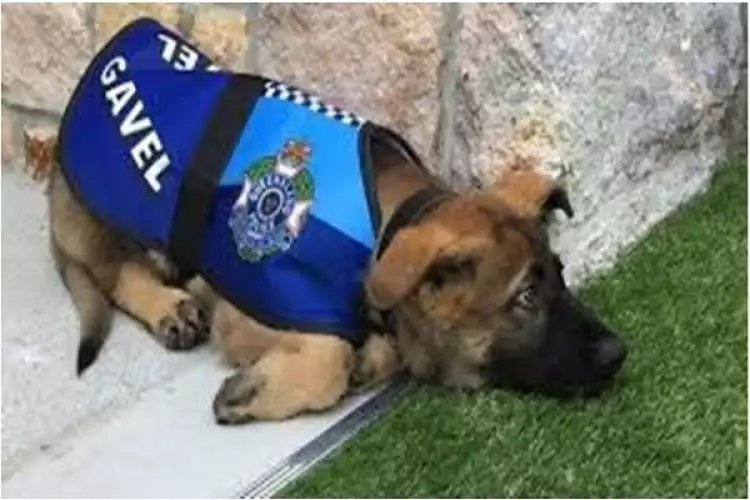 Seekor anjing dikeluarkan dari keanggotaan Akademi Kepolisian